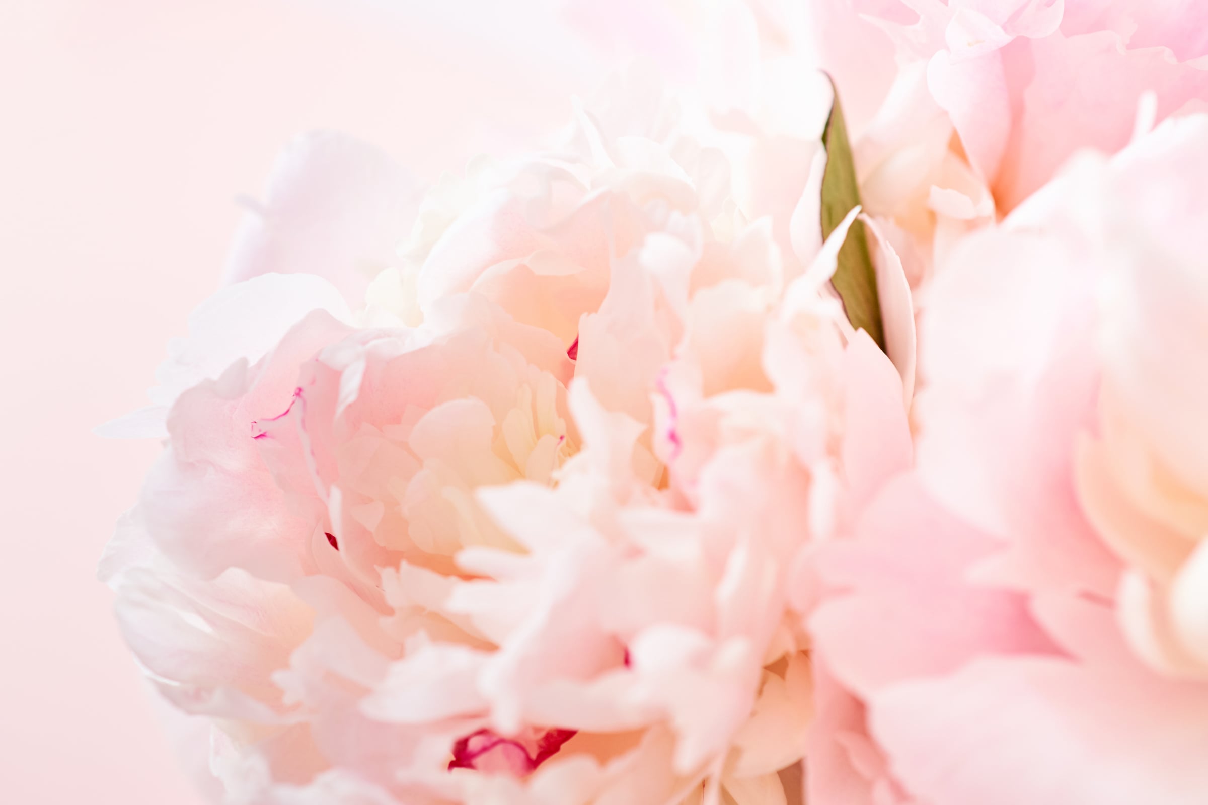 Blurred delicate petals of a pink peony. Unfocused abstract floral background